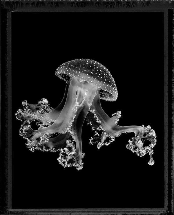 Jan C. Schlegel, Spotted Jellyfish (Phyllorhiza Puctata), 2023
