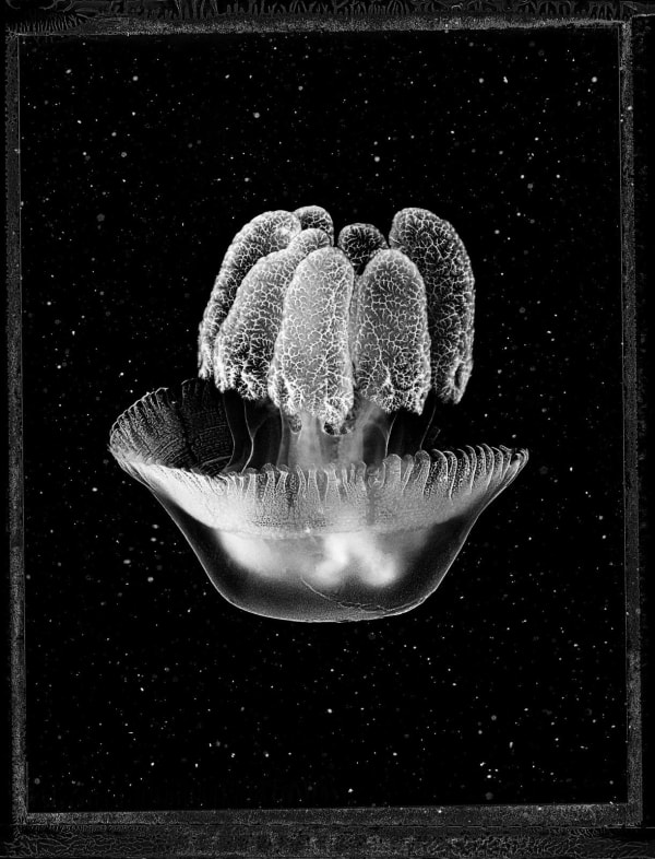Jan C. Schlegel, Blue Blubber #2 (Catostylus Azanii Sp. Nov), 2023