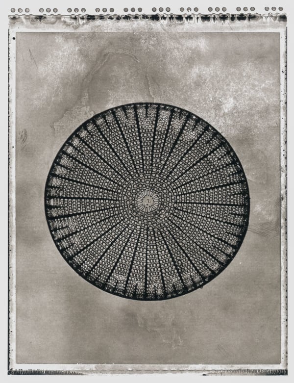 Jan C. Schlegel, Plate #43, 2024