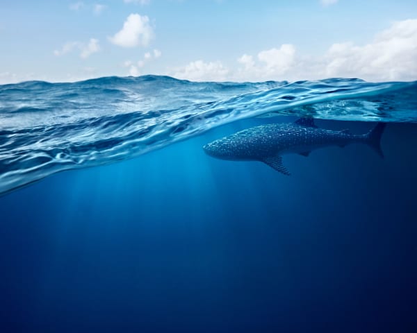 Dean West & Nathan Sawaya, Whale Shark, 2019