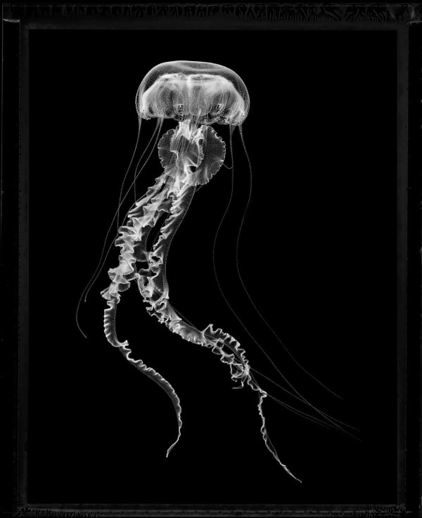Jan C. Schlegel, Purple Striped Sea Nettle (Chrysaora Colorata), 2023
