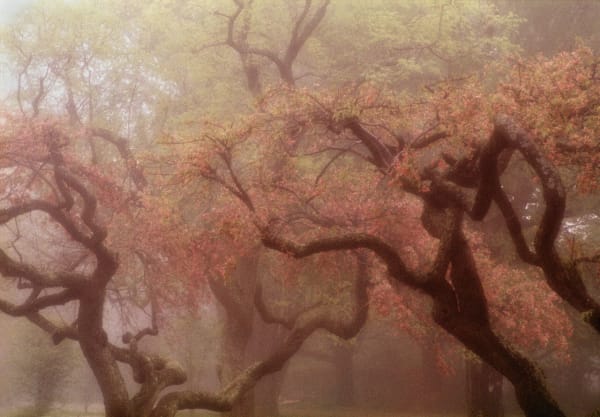 Robert Farber, Blossoms, South Port,Connecticut, 1983