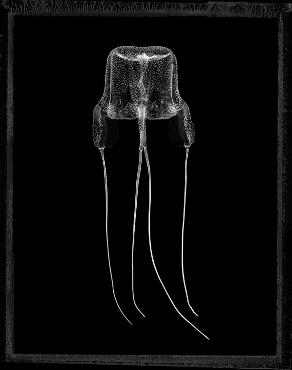 Jan C. Schlegel, Box Jellyfish #2, (Carybdea Branchi), Cape Town, 2023