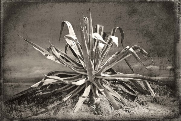 Jan Gulfoss, Agave, c. 2013-2016