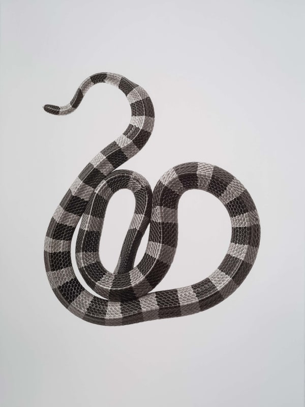 Jan C. Schlegel Bungarus fasciatus (Banded Krait), 2020