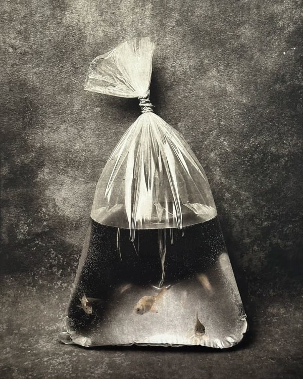 Olesya Spashchanskaya, Limited World, 2024