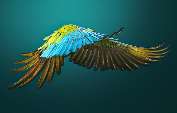 Tim Flach, Military Macaw Flying Side On, 2017