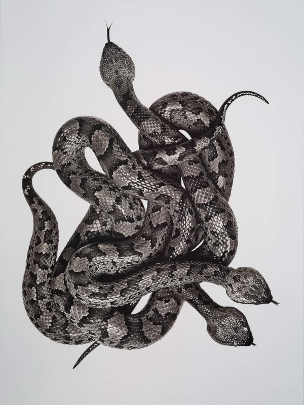Jan C. Schlegel, Ovophis makazayazaya (Taiwanese Mountain Pitviper), 2021
