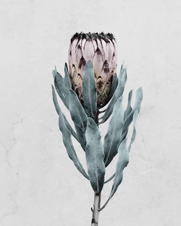 Vee Speers, Botanica #17 (Protea Cynaroides), 2016