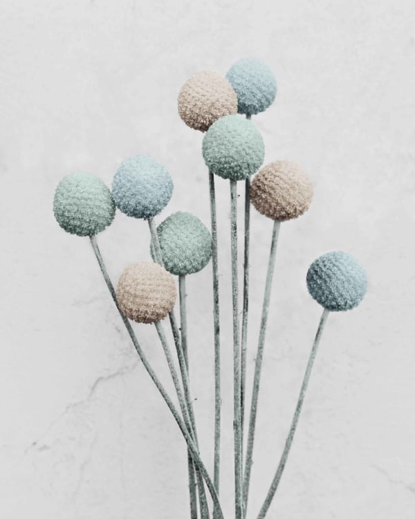 Vee Speers, Botanica #20 (Craspedia), 2016