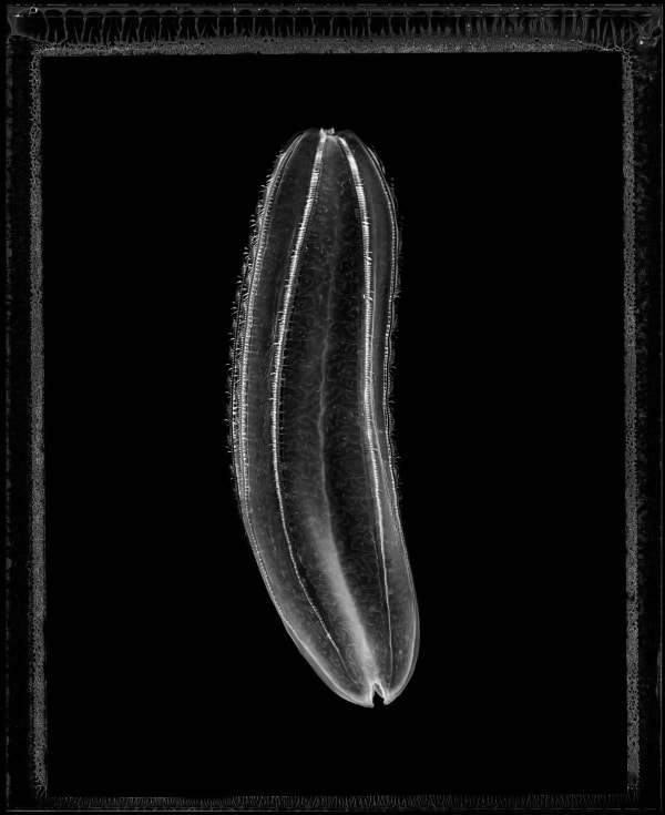 Jan C. Schlegel, Comb Jellyfish (Beroe Cucumis), Cape Town, 2023