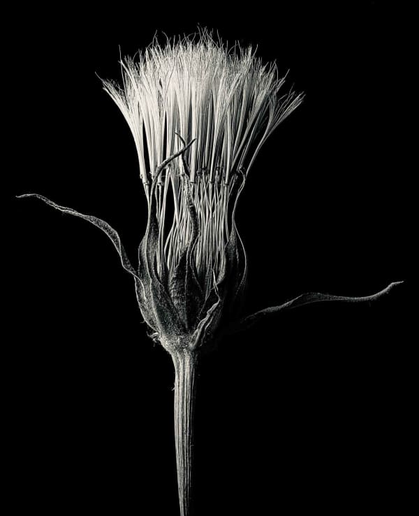Jan C. Schlegel, Tragopogon Pratensis #2, 2023