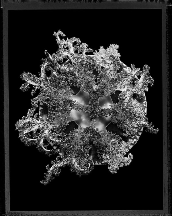 Jan C. Schlegel, Upside-Down Jelly (Cassiopea Xamachana), Cape Town, 2023