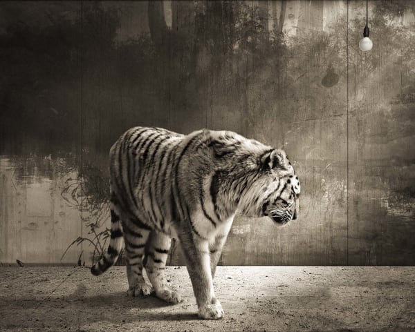 Jan Gulfoss, Tigre et ampoule, c. 2013-2016
