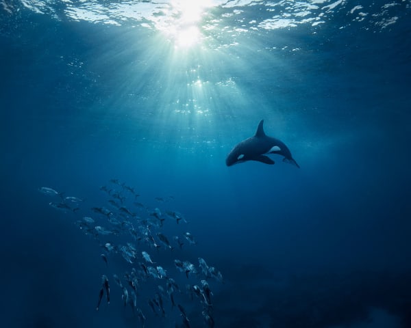 Dean West & Nathan Sawaya, Orca, 2019