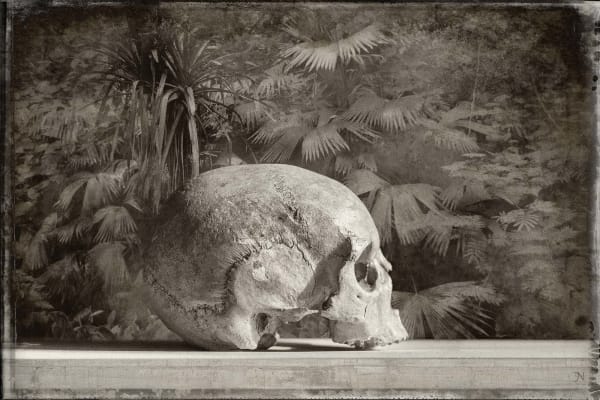 Jan Gulfoss, Jungle Skull, c. 2013-2016