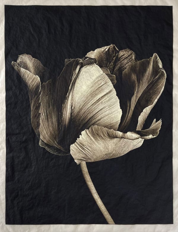Jan C. Schlegel, Tulip #1, 2023