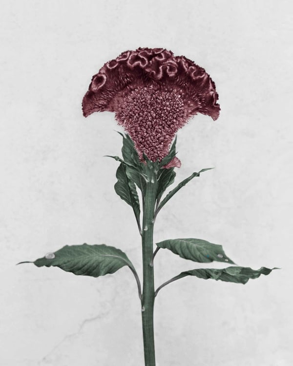 Botanica