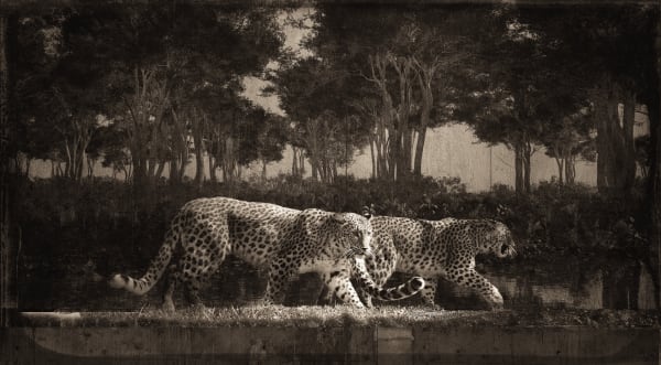 Jan Gulfoss, Deux léopards, c. 2013-2016