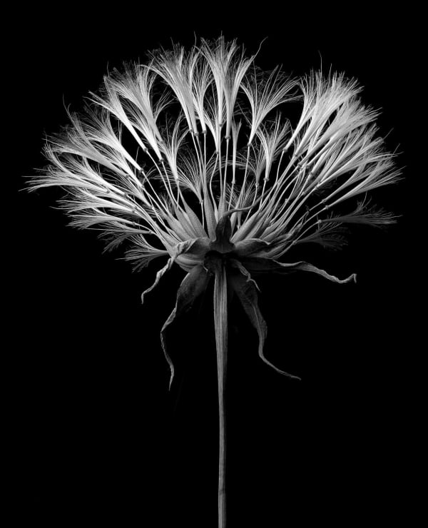 Jan C. Schlegel, Tragopogon Pratensis #3, 2023