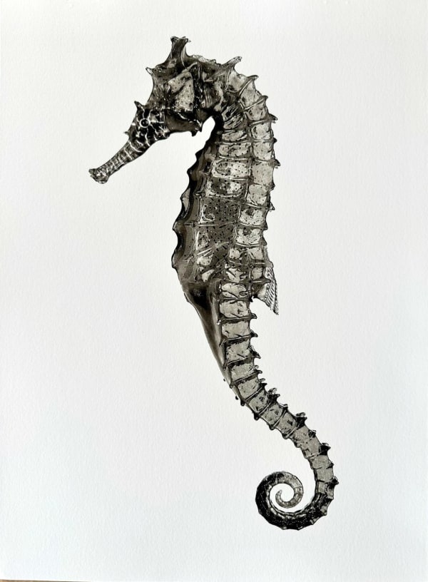 Jan C. Schlegel, Hippocampus Barbouri (Female, wet), 2018