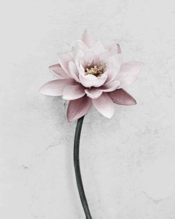 Vee Speers, Botanica #29 (Lotus), 2016