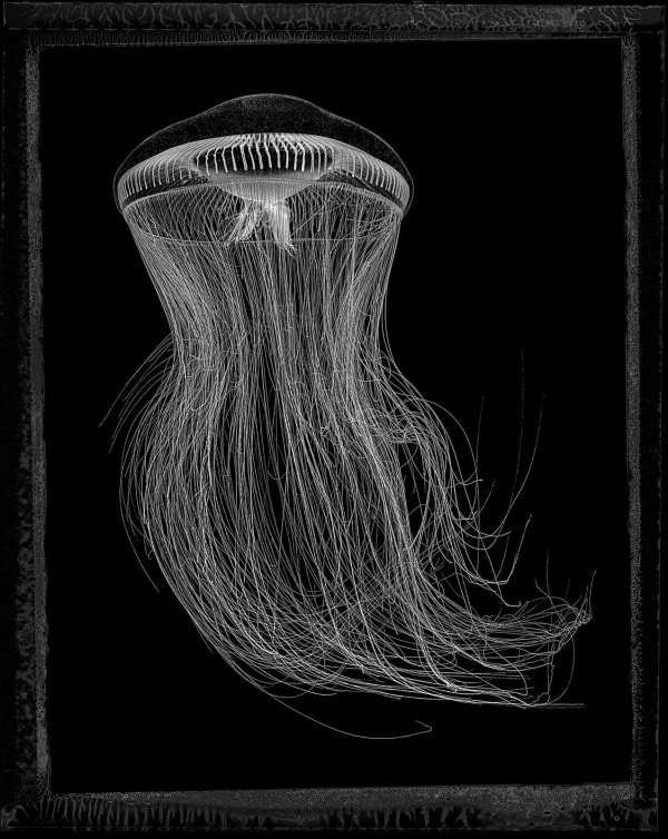 Jan C. Schlegel, Crystal Jellyfish (Aequorea Forskalea), 2023