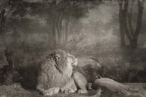 Jan Gulfoss, Couple de lions, 2015