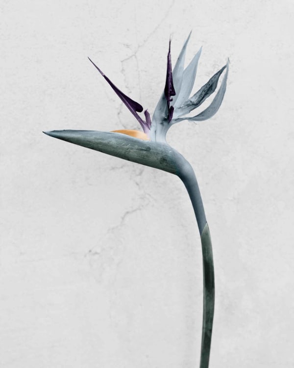 Vee Speers, Botanica #4 (Strelitzia Reginae), 2016
