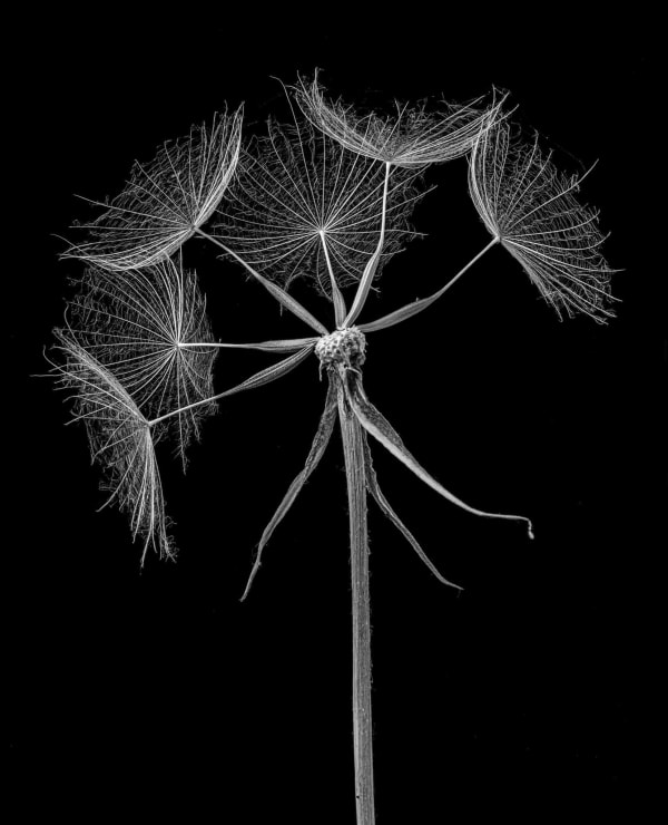 Jan C. Schlegel, Tragopogon Pratensis #5, 2023
