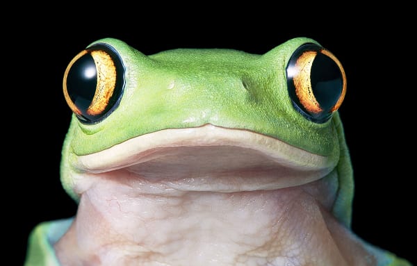 Tim Flach, Yellow Eye Tree-Frog, 2017