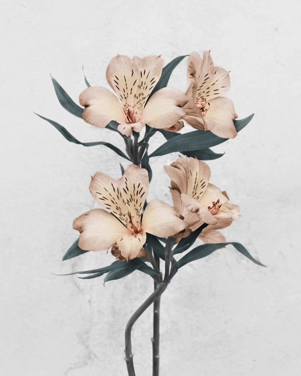 Vee Speers, Botanica #30 (Alstroemeria), 2016