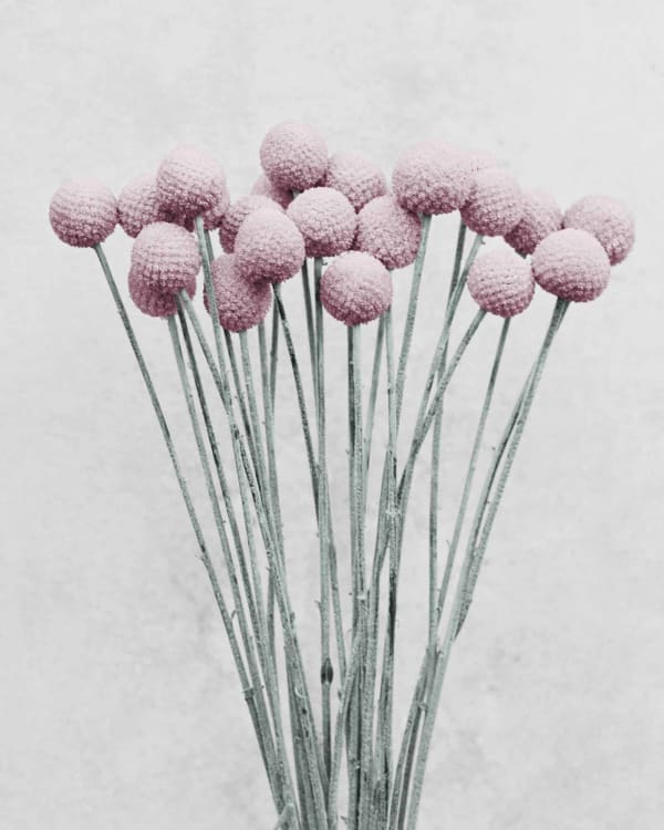 Vee Speers, Botanica #19 (Craspedia), 2016