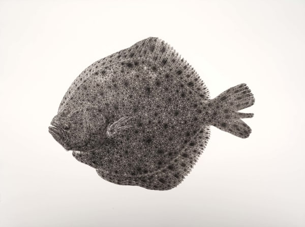 Jan C. Schlegel, Scophthalmus Maximus, 2018