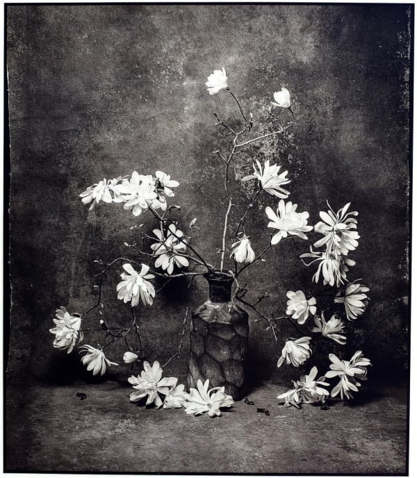 Jan C. Schlegel, Star magnolia study II, 2024