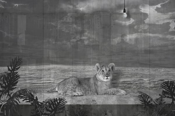 Jan Gulfoss, Lionceau devant une vitrine et Ampoule, c. 2013-2016