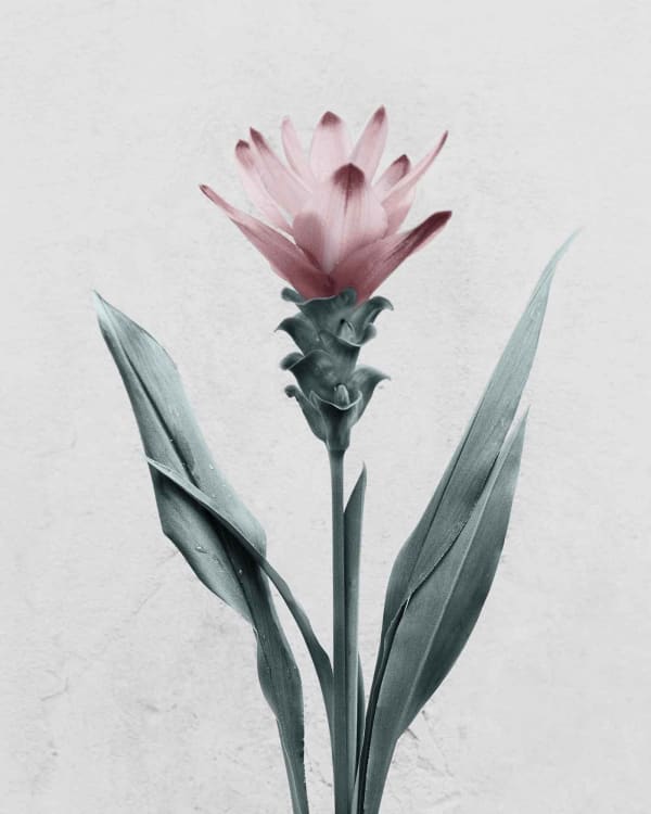 Vee Speers, Botanica #26 (Curcuma), 2016