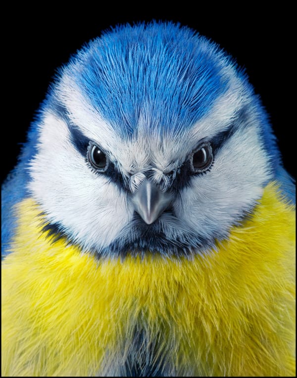 Birds