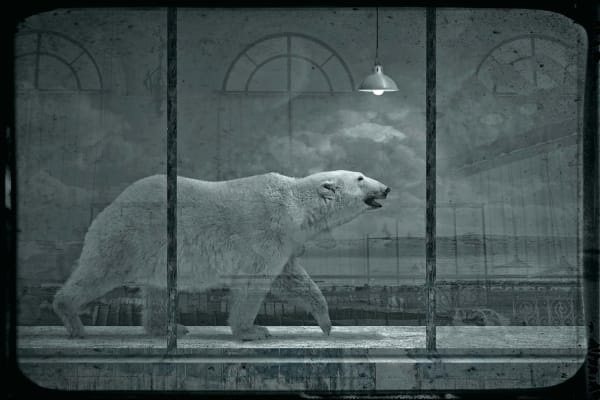 Jan Gulfoss, Ours Polaire, c. 2013-2016