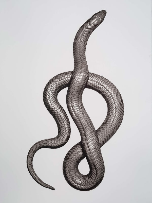 Jan C. Schlegel Naja kaouthia leucistic (Cobra), 2021