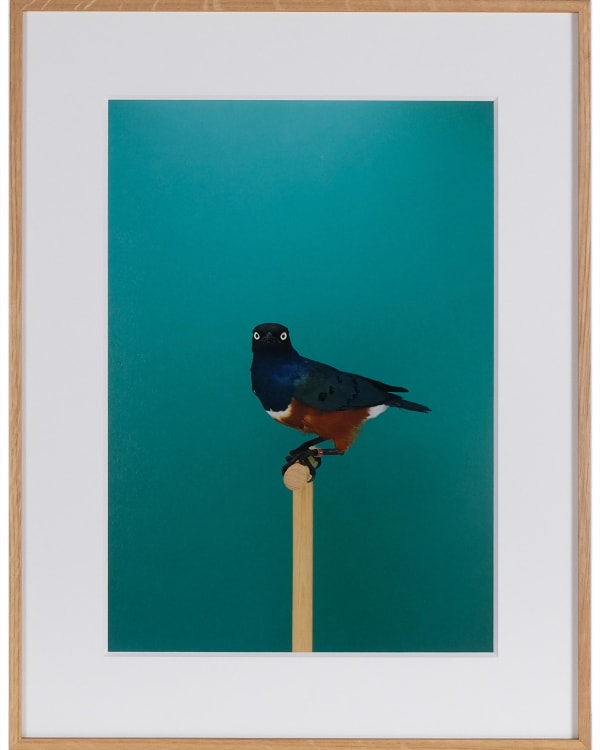 Luke Stephenson, Spreo Starling #1, 2019
