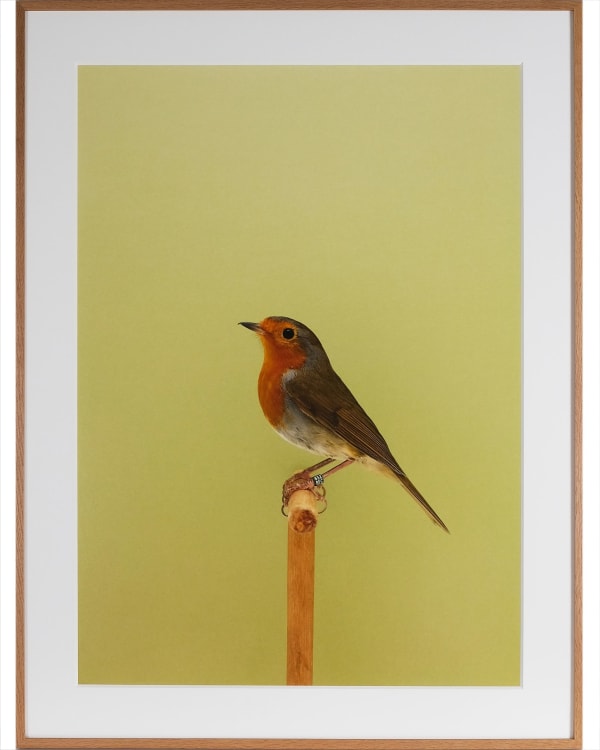 Luke Stephenson, European Robin #1, 2018