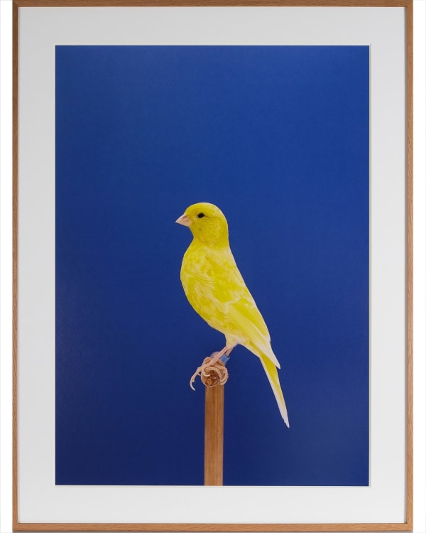 Luke Stephenson, Canary #9, 2014