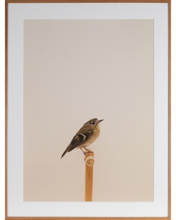 Luke Stephenson, Goldcrest #1, 2016