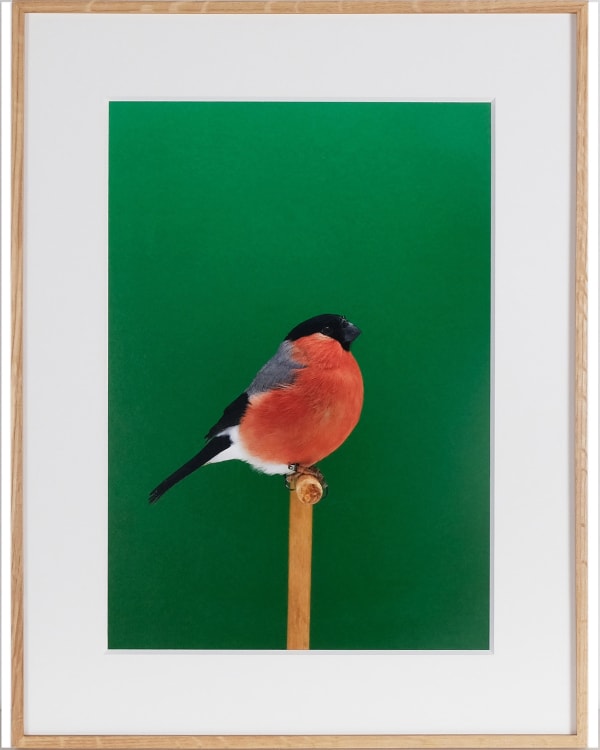 Luke Stephenson, Bullfinch #3 (Cock), 2017
