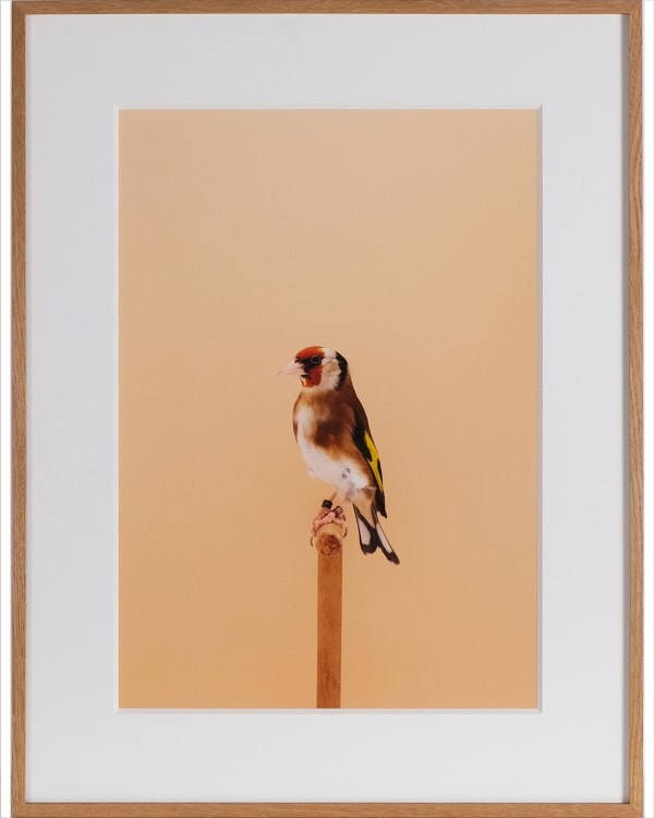 Luke Stephenson, Goldfinch #2 (Pea Throated), 2017