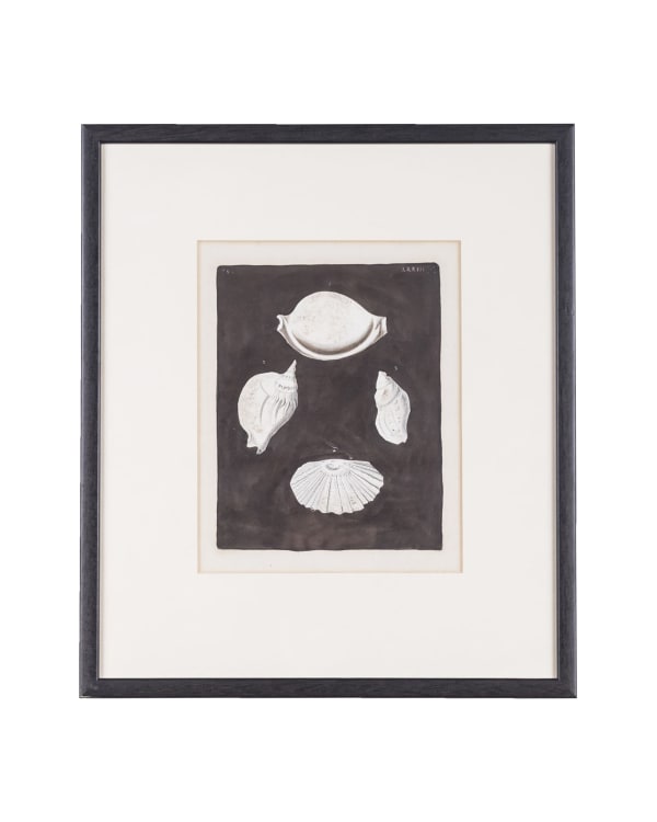 18th Century British, Studies of sea shells I