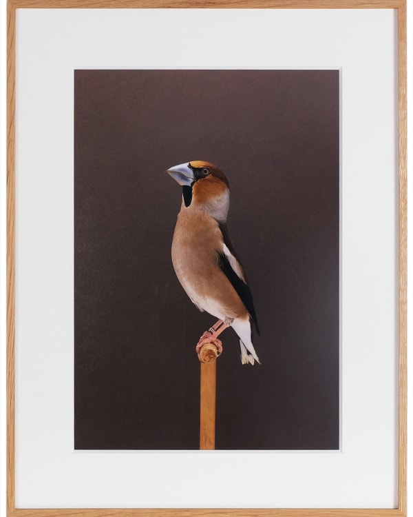 Luke Stephenson, Hawfinch #1, 2019