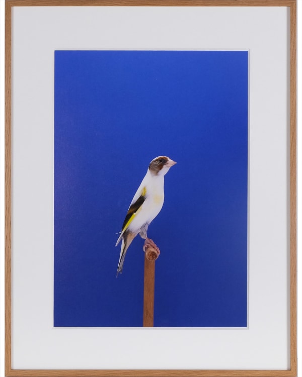 Luke Stephenson, Goldfinch #4 (Mule), 2017