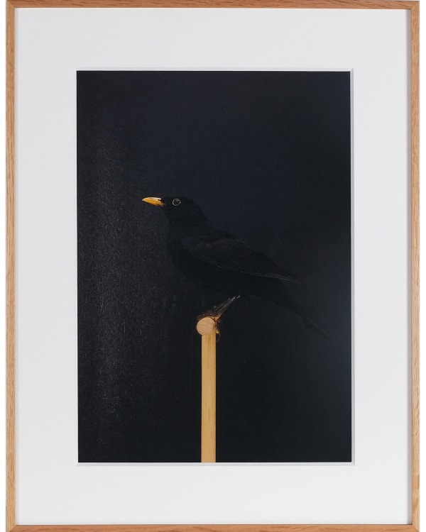 Luke Stephenson, Blackbird #1 (Cock), 2019